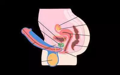 Futanari? What's that?